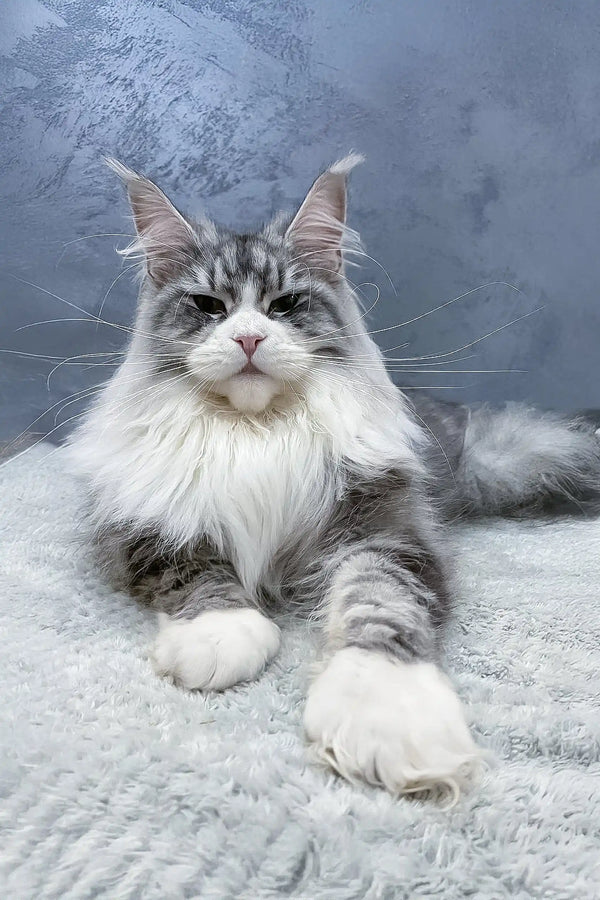 Majestic gray and white Maine Coon cat with a playful look in Arriva Kitten product