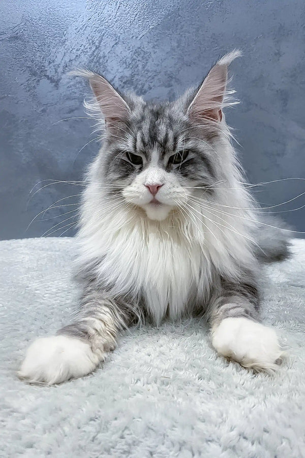 Majestic gray and white Maine Coon cat in Arriva Maine Coon Kitten product