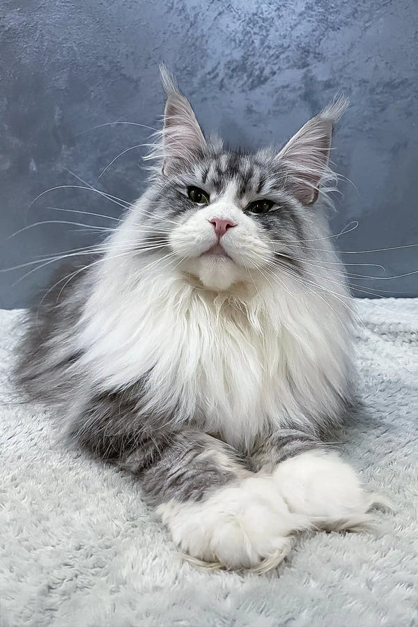 Majestic gray and white Maine Coon cat in Arriva Maine Coon Kitten product