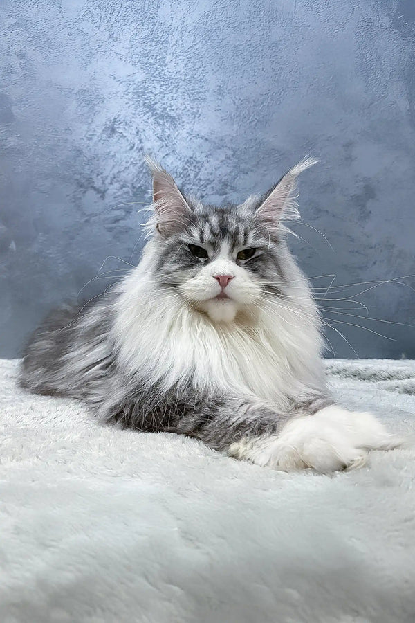 Majestic gray and white Maine Coon cat featured in Arriva Maine Coon Kitten product