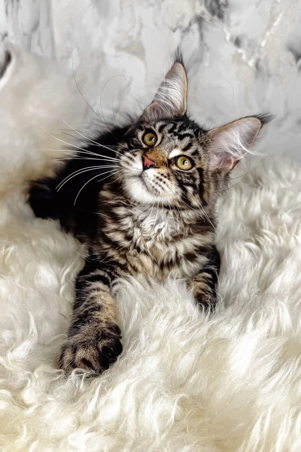 Artey | maine coon kitten