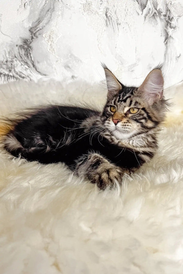 Artey | maine coon kitten