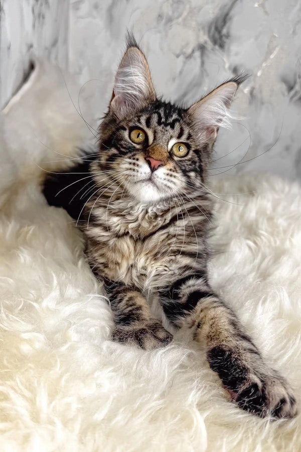 Artey | maine coon kitten
