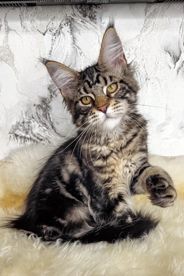 Artey | maine coon kitten