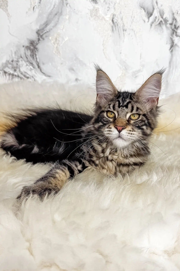 Artey | maine coon kitten