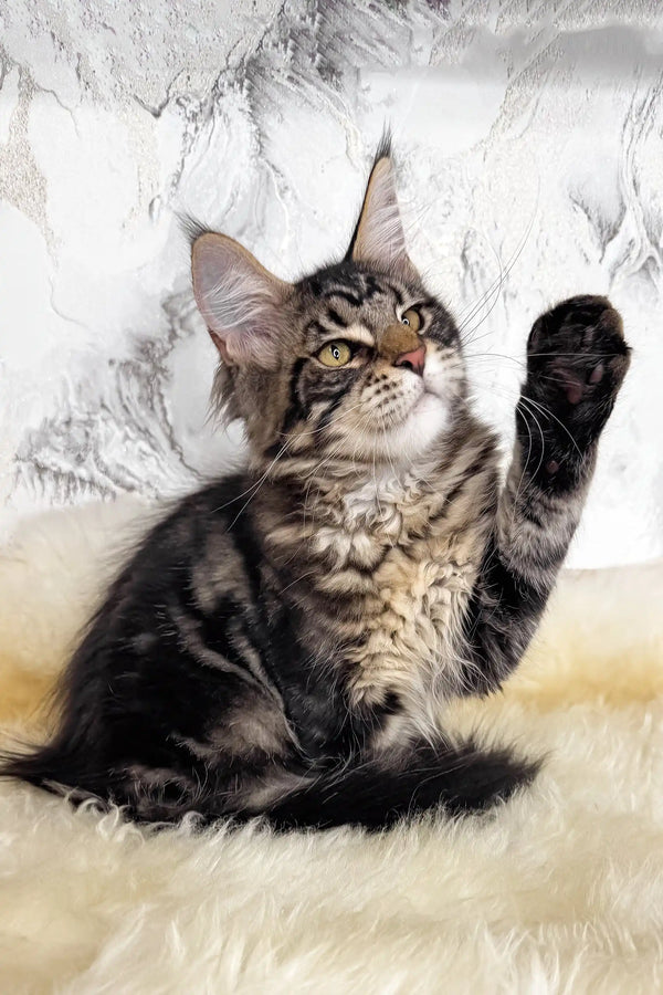 Artey | maine coon kitten