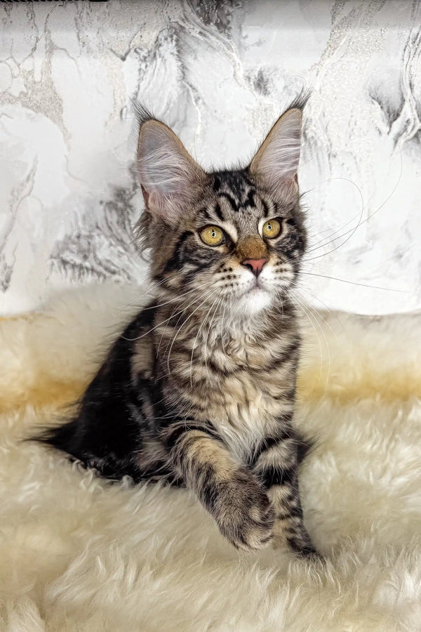 Artey | maine coon kitten