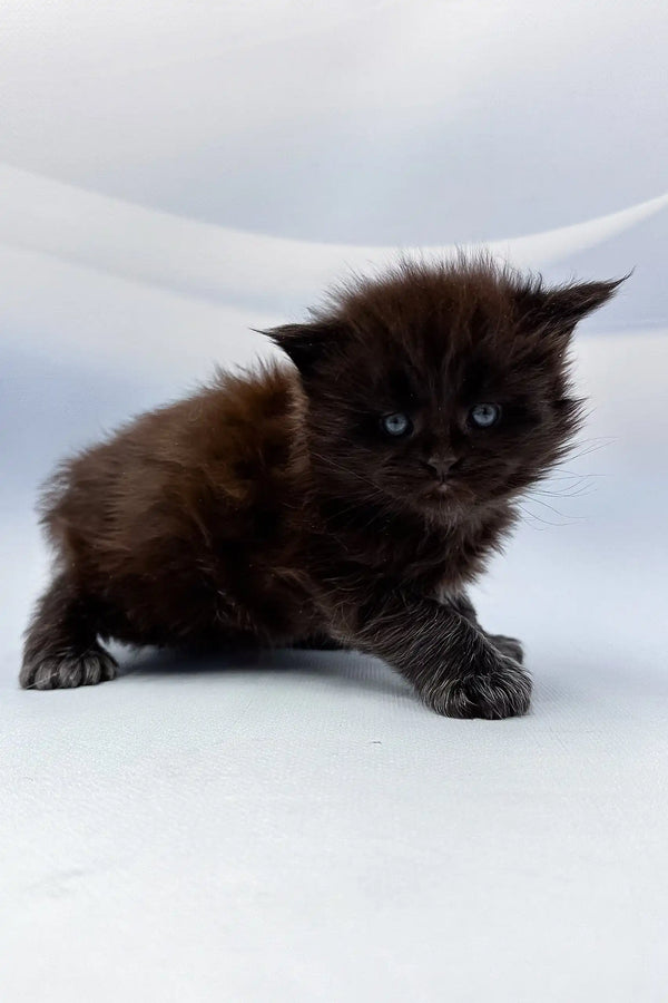 Fluffy black kitten named Arthur, a Polydactyl Maine Coon cutie