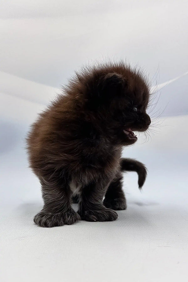 Fluffy black kitten Arthur with open mouth, a playful Polydactyl Maine Coon