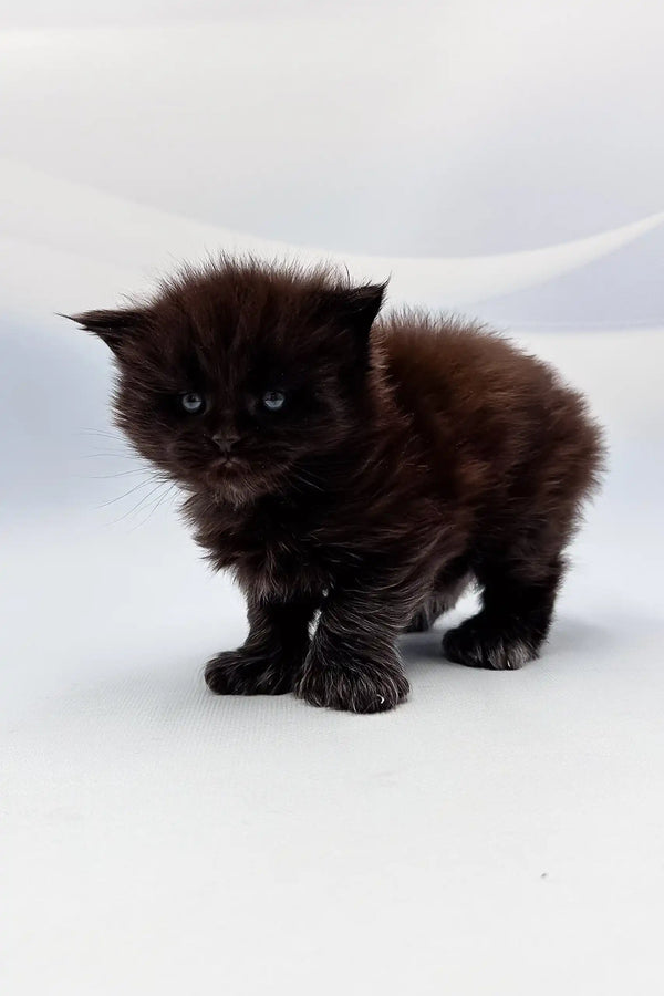 Fluffy black kitten from the Arthur Polydactyl Maine Coon Kitten product