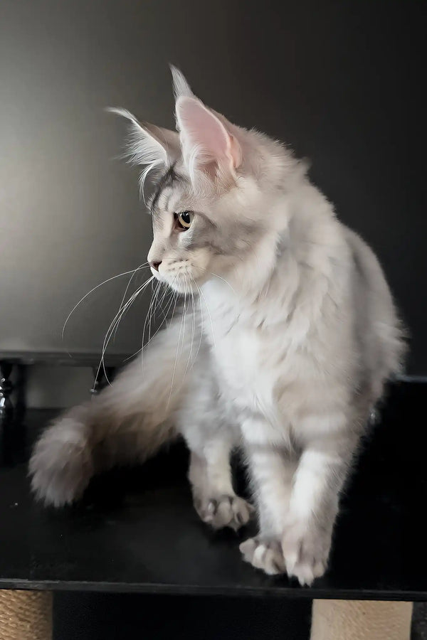 Artur | maine coon kitten