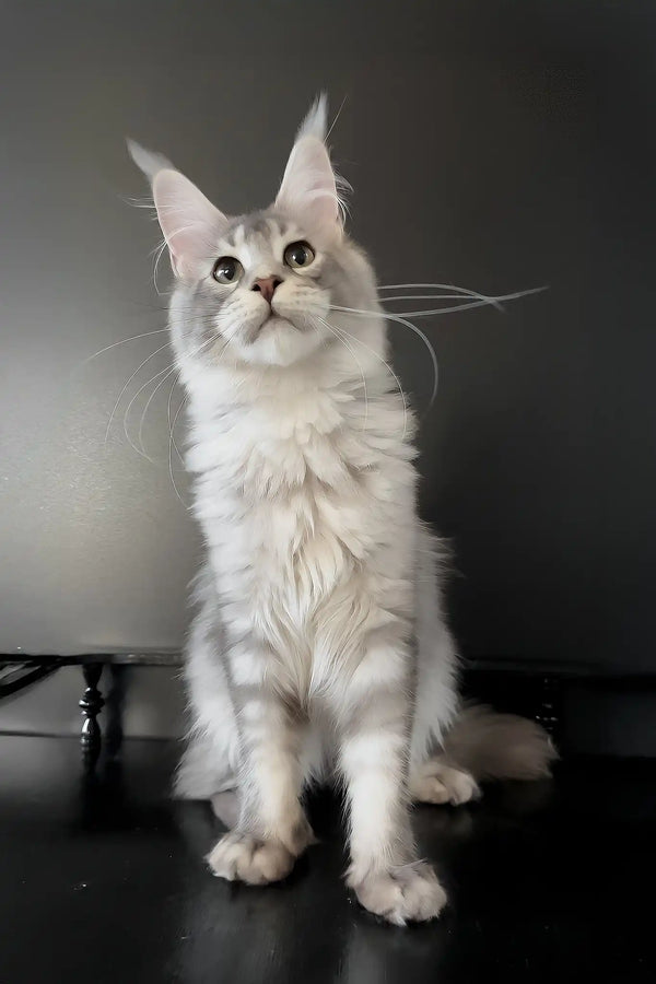 Artur | maine coon kitten