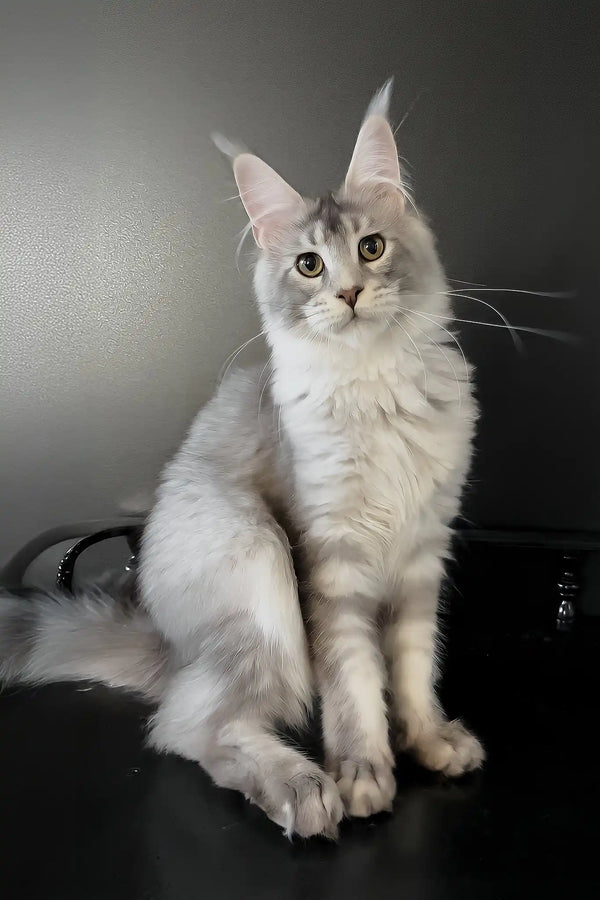 Artur | maine coon kitten