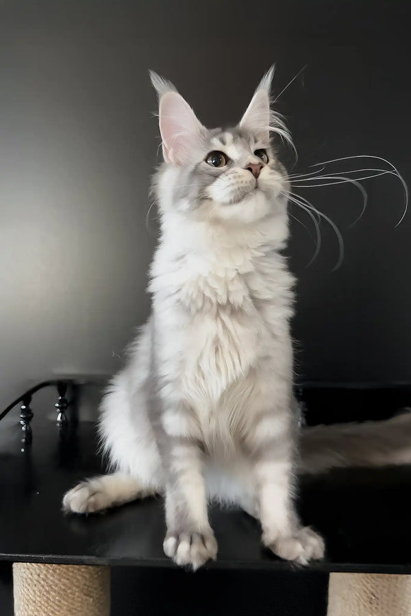 Artur | maine coon kitten