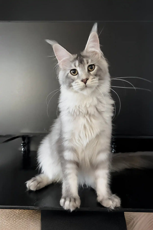 Artur | maine coon kitten