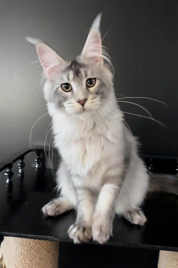 Artur | maine coon kitten