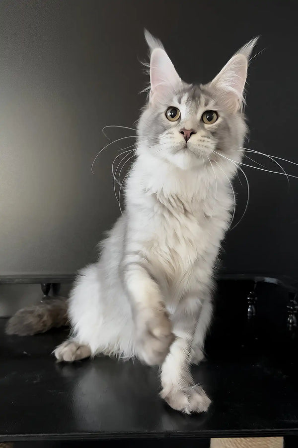 Artur | maine coon kitten