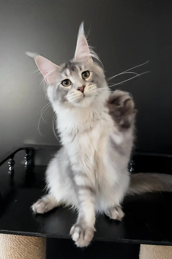 Artur | maine coon kitten