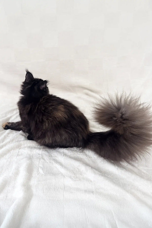 Arugula | maine coon kitten