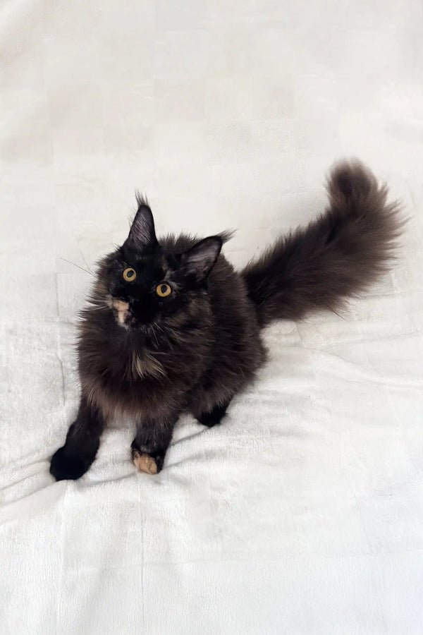 Arugula | maine coon kitten