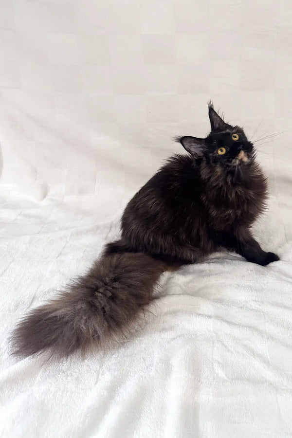 Arugula | maine coon kitten