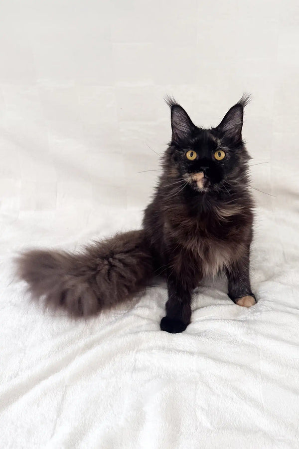 Arugula | maine coon kitten