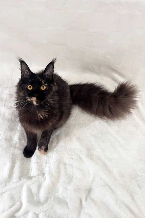 Arugula | maine coon kitten