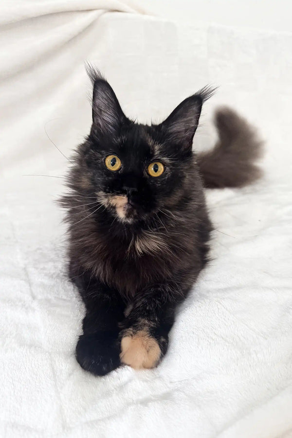 Arugula | maine coon kitten