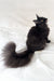 Arugula | maine coon kitten