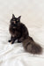 Arugula | maine coon kitten