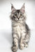 Adorable Ash, a Maine Coon kitten, flaunts black silver tabby fur and ear tufts