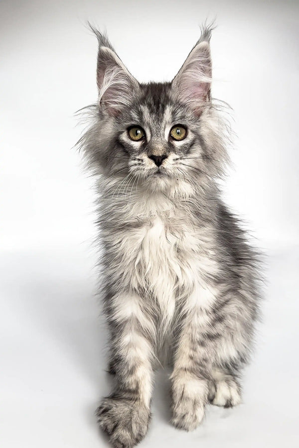 Adorable Ash, a Maine Coon kitten, flaunts black silver tabby fur and ear tufts