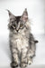 Maine Coon kitten Ash with fluffy black silver tabby fur and cute ear tufts