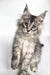 Fluffy Maine Coon kitten Ash with striking green eyes and black silver tabby fur