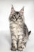 Long-haired Maine Coon kitten Ash, a black silver tabby with ear tufts and curious look