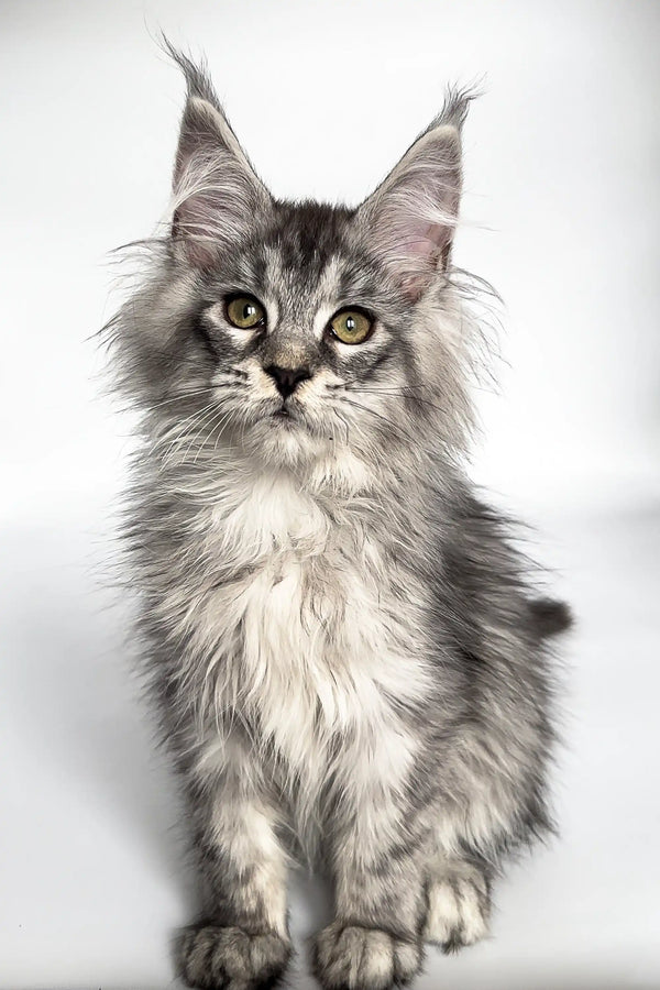 Long-haired gray and white Maine Coon kitten, Ash, with cute ear tufts and alert eyes