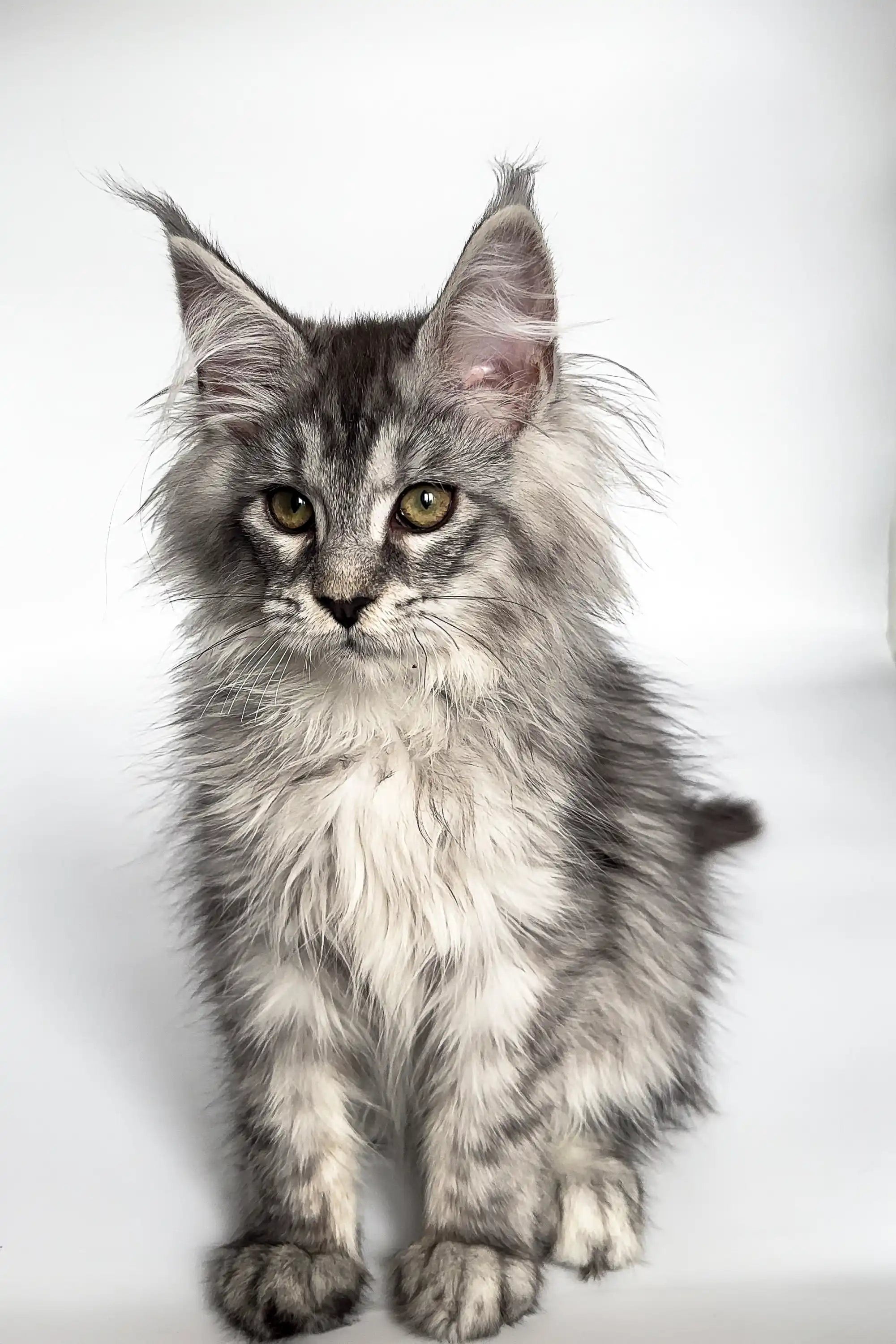 Maine Coon Kittens for Sale Ash | Kitten