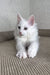 Cute white fluffy Maine Coon kitten Ash lounging on its belly with bright eyes