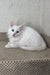 White fluffy Maine Coon kitten Ash resting on a cozy textured surface