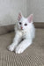 Adorable white kitten with pink ears lounging, perfect for Ash the Maine Coon Kitten