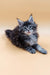 Fluffy gray Maine Coon kitten from the Asia collection, super adorable and playful