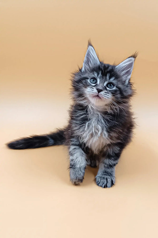 Fluffy gray tabby kitten from Asia, perfect Maine Coon companion