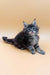 Fluffy gray tabby kitten from Asia, the adorable Maine Coon Kitten product