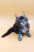 Fluffy gray tabby kitten named Asia from the Maine Coon breed, super adorable pet