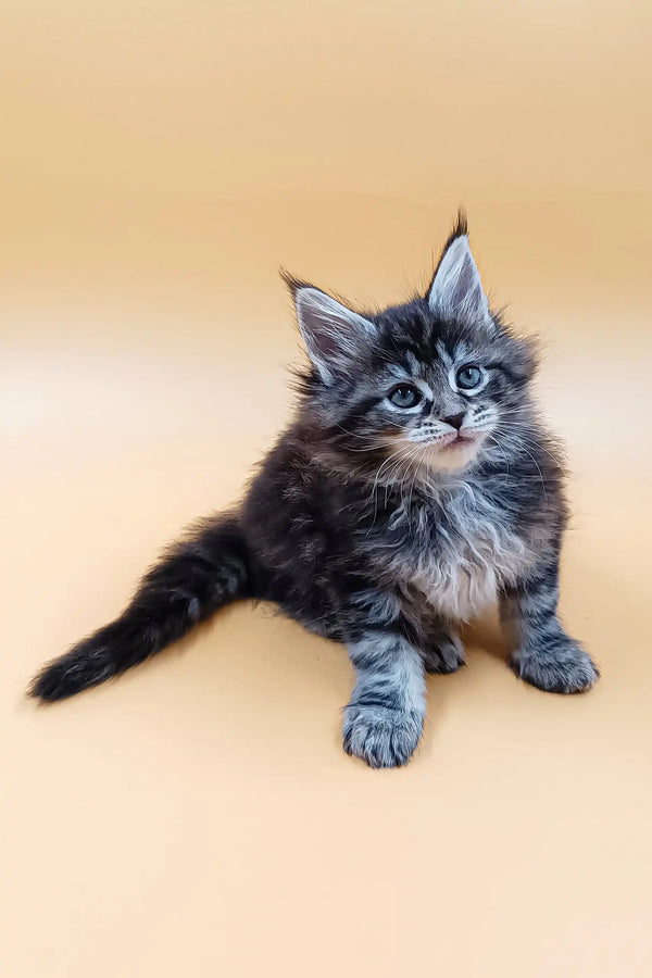 Fluffy gray tabby kitten named Asia from the Maine Coon breed, super adorable pet