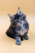 Fluffy gray tabby kitten from the Asia Maine Coon Kitten collection