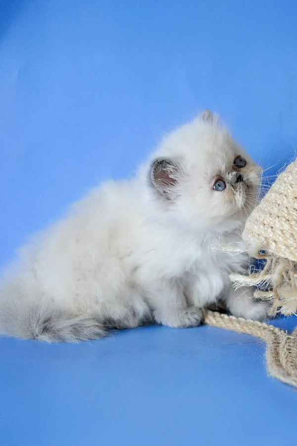 Asija | persian kitten