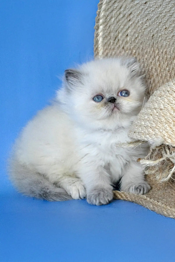 Asija | persian kitten