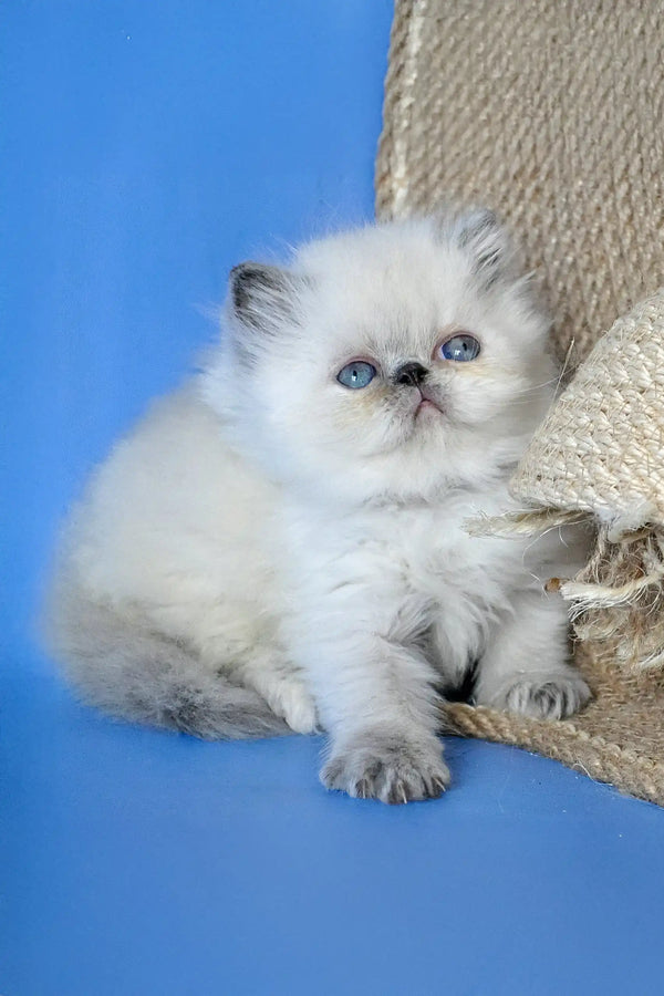 Asija | persian kitten