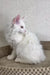 Fluffy white Maine Coon kitten with pink ears sitting in profile view